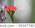 一朵花 49247780