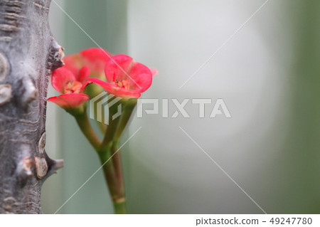 一朵花 一朵花 49247780