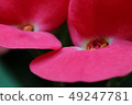 紅花令人印象深刻 49247781