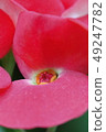 紅花印象 49247782