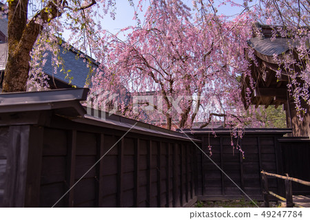 在秋田縣仙北神社的垂枝櫻花竹車間的大門 49247784
