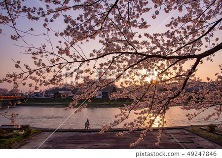 A row of cherry blossom trees in Akita Prefecture Senboku City Kadodate Kushikiuchi river bank 49247846