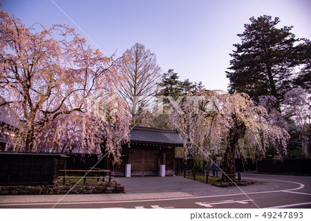 Akita Prefecture Senboku City Corner Square Weeping Cherry Blossom Morning Samurai Residence 49247893