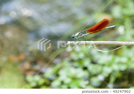 蜻蜓 49247902