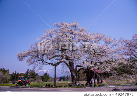 岩手縣Shizukuishicho Nagaho Hiroho櫻花小玫瑰雪巖手山 49247975