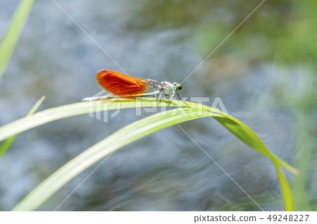 蜻蜓 49248227