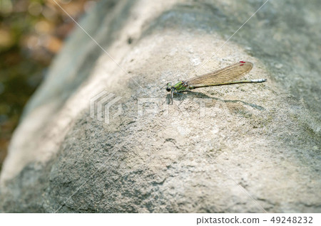蜻蜓 49248232
