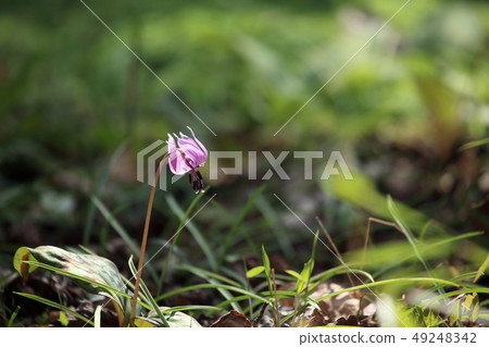 Katakuri花 49248342