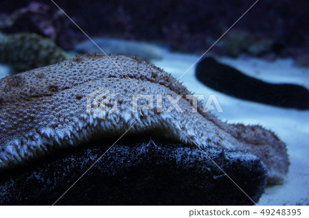 Adeya河馬魷魚海參 49248395