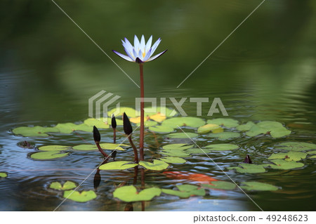 Western lily pad Western lily pad 49248623
