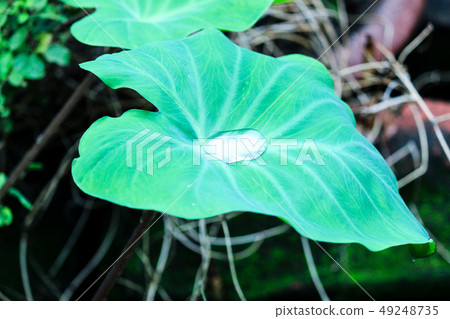 Rain drop on "Colocasia esculenta" or "Colocasia Rain drop on "Colocasia esculenta" or "Colocasia 49248735