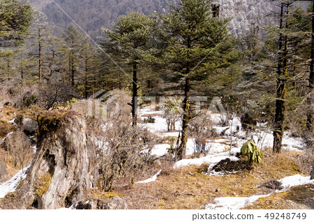 Landscape with fir trees forests mountains winter Landscape with fir trees forests mountains winter 49248749