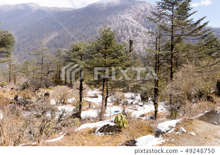Landscape with fir trees forests mountains winter Landscape with fir trees forests mountains winter 49248750