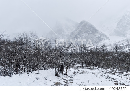 White snow on field and frost on forest trees White snow on field and frost on forest trees 49248751