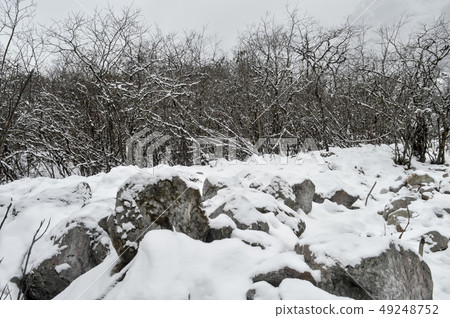 White snow and ice on field and frost on forest 49248752