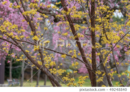 Sanshu Yu樹朵朵櫻花 Sanshu Yu樹朵朵櫻花 49248840