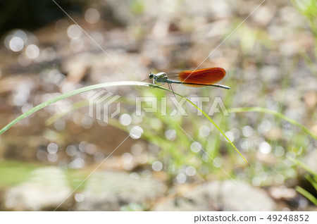 蜻蜓 蜻蜓 49248852