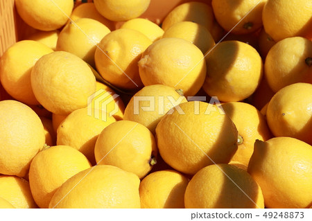 Setonai lemon 49248873