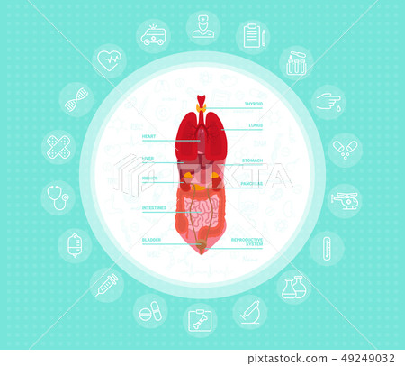 Cartoon human body organs concept with stomach lungs kidneys heart liver intestine reproductive 49249032