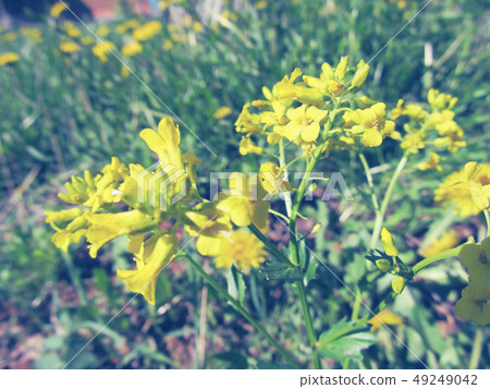 Yellow wild flowers in the field. Vintage photo Yellow wild flowers in the field. Vintage photo 49249042