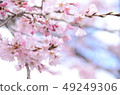 垂枝櫻花 49249306