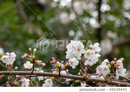 Sakura Somei Yoshino Ichikawa Ichi Satomi Park Chiba Prefecture 49249443