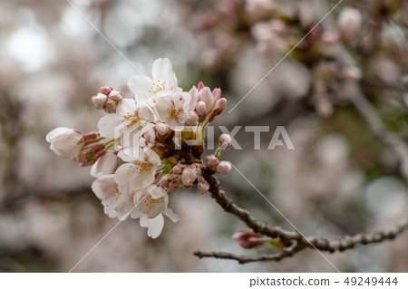 Sakura Somei Yoshino Ichikawa Ichi Satomi Park Chiba Prefecture 49249444