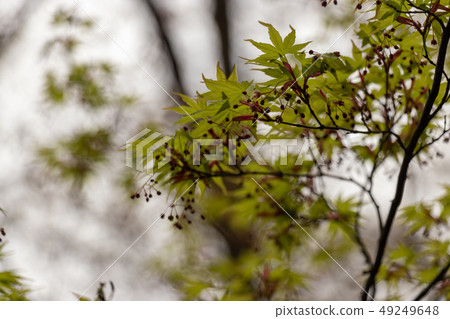 Momiji Chiba Prefecture Ichikawa City Satomi Park Momiji Chiba Prefecture Ichikawa City Satomi Park 49249648