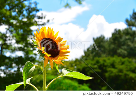Summer sunflower single wheel 49249790