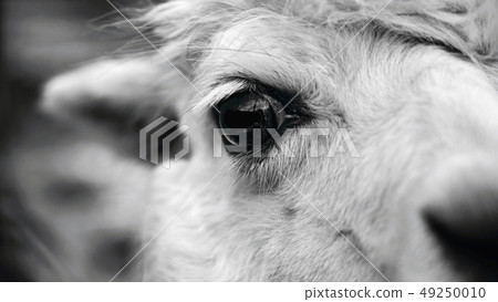 Eye of a llama. Detailed photo of animal eye. 49250010
