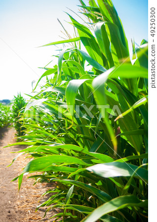 Maize on the field 49250300