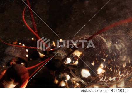 Lobster in his cage 49250301