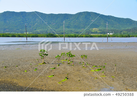 Yufu island tidal flat Yufu island tidal flat 49250388