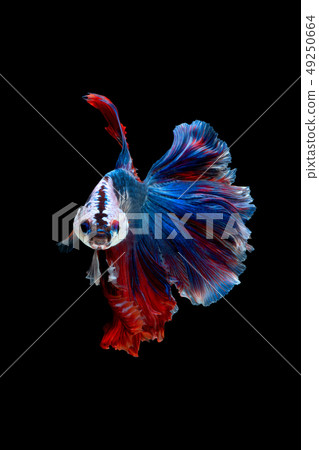 Close up art movement of Betta fish Close up art movement of Betta fish 49250664