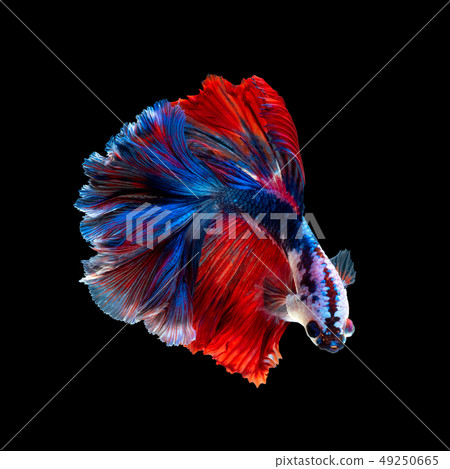 Close up art movement of Betta fish Close up art movement of Betta fish 49250665