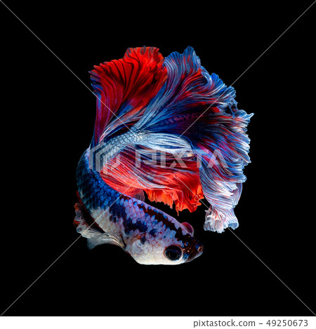 Close up art movement of Betta fish Close up art movement of Betta fish 49250673