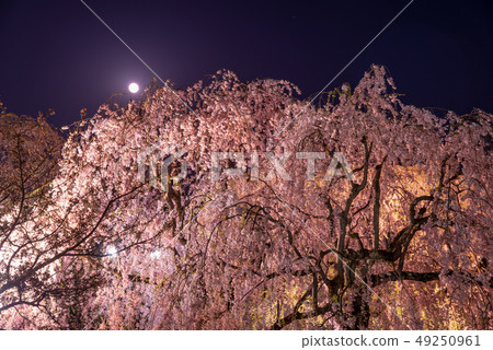 Aomori Hirosaki Castle Cherry blossoms in full bloom Light up and moon 49250961