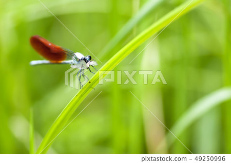蜻蜓 49250996