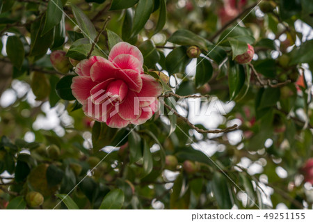 春天的山茶花 49251155
