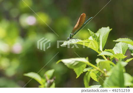 蜻蜓 49251259