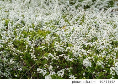 Spring arrival Yukiyanagi 49251352