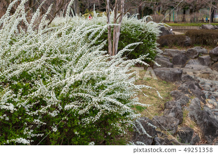 春天到來Yukiyanagi 49251358