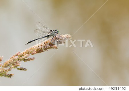 Kosanae Kosanae 49251492