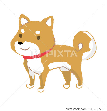 Shiba Inu 49251515