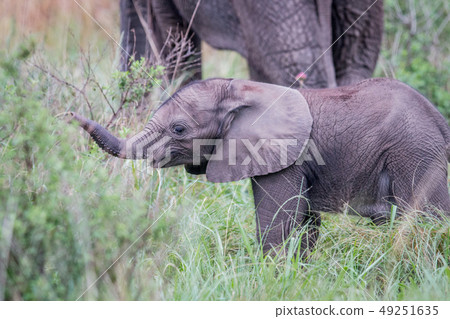 Baby Elephant calf standing in the grass. Baby Elephant calf standing in the grass. 49251635