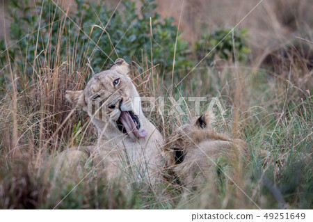 Lion grooming itself in the high grass. Lion grooming itself in the high grass. 49251649