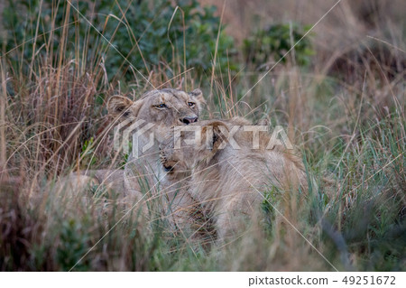 Two Lions bonding in the high grass. 49251672
