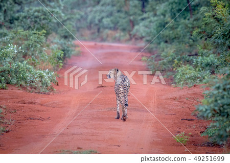Cheetah walking in the road in Welgevonden. Cheetah walking in the road in Welgevonden. 49251699