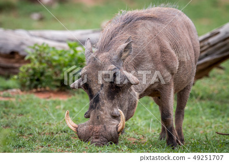 Male Warthog standing in the grass. Male Warthog standing in the grass. 49251707