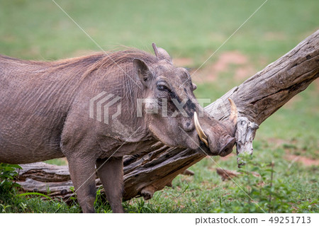 Male Warthog scratching himself on a branch. 49251713